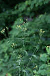 Common nipplewort